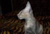 Превью Котенок Кошка Девочка Санкт-Петербург - 1