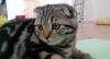 Мраморная кошечка ищет любящих хозяев превью 1411410.