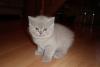 Превью Британский котенок Санкт-Петербург - 2