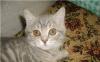 Британские   котята,  девчонки превью 1412052.