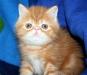 Экзотические котята - рыжики превью 1412112.