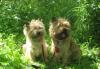 Превью Керн-терьер щенки для шоу, спорта и души Москва - 1