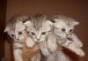 Котята для дома и души превью 1412703.