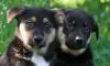 Щенки в добрые руки превью 1410326.