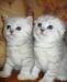 Шотландские вислоухие котята-6000 тр превью 1414416.