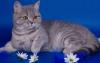 Британская кошечка для Вас превью 1414475.