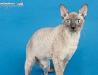 Корниш-рекс-шоколадная кошечка превью 1415158.