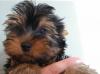 Щенки йоркширского терьера превью 1415209.