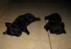 Превью Щенки скотч-терьера Ступино - 1