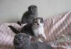 3.5меси 1.5мес скотиш-фолды превью 1415556.