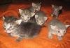 Отдам котят в добрый надежные руки превью 1416061.