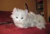 Интерактивная игрушка  кошка превью 1416249.