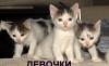 Очаровательные котята 2 мес в добрые руки превью 1416990.