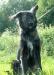 Превью Добродушный Спартак мечтает о доме Санкт-Петербург - 2