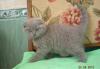Превью Шотландские вислоухие котята Челябинск - 1