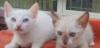 Котята Сноу шу голубоглазые очаровашки превью 1418274.