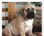Продается малышка Бульмастиф, 1,5мес превью 1419114.