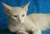 Котенок Персей, 4 мес., палевый окрас, в дар превью 1419265.