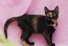 Отдам котенка-девочку Шерри (4 мес.) превью 1419551.
