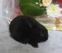 Карликовые крольчата черного окраса + переноска превью 1419599.