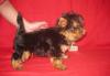 Щенки йорка 2-5 мес превью 1421305.