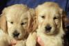 Золотистый (голден) ретривер превью 1421373.