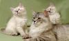 Котята из питомника превью 1421826.