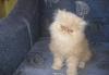 Превью Продается персидский котенок экстремал Волгоград - 3