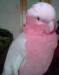Самка розового какаду превью 1422566 Самка розового какаду превью 1422566.