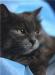 Пушистая дымчатая кошечка Лиза в дар превью 1422957.