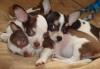 Семейка чихуахуа - озорные детки 2х мес превью 1423359.