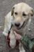 Фпр ищет семью для дерби, палевый кобель,лабрадор превью 1423412.