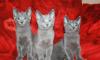 Русские голубые котята превью 1423529.