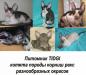 Котята корниш рекс превью 1423793.