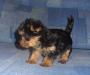 Йоркшир- миниатюрный малыш превью 1420572.