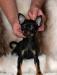 Превью Той-терьера щенки Москва - 3