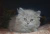Превью Британские котята (Хайлендеры) Воронеж - 1