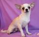 Красивый мальчик чихуахуа превью 1425853.
