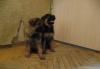 Клубные щенки немецкой овчарки превью 1426342.