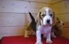 Щенки бигля по разумной цене превью 1426611.