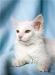 Ангорские котята. Белые пушистые изяшные превью 1427018.