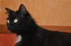 Отдам пушистую черную кошку, 2 года. Ласковая превью 1427241.