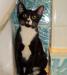 Молодой черно-белый Кот в сапогах - в дар превью 1427897.