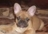 Шикарная девочка фр,бульдога редкого окраса превью 1420847.
