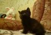 Превью Очаровательные шотландские котята (скотиш-страйт) Екатеринбург - 3