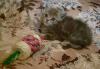 Превью Очаровательные шотландские котята (скотиш-страйт) Екатеринбург - 4