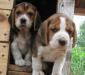 Бигль  продаются щенки превью 1428607.