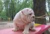 Английский бульдог шоу потенциал от Lemonvom Mucha превью 1428697.