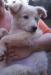 Отдам в хорошие руки замечательных щеночков превью 1429353.