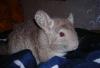 Продам шиншилл. Недорого превью 1431554.